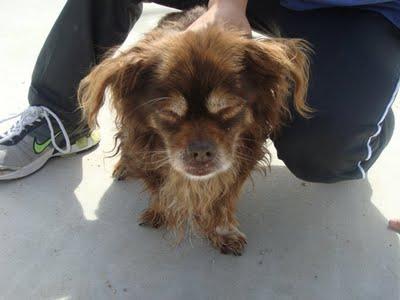 ABU - tiene 16 años y está medio ciego - Madrid - Urgente!!!