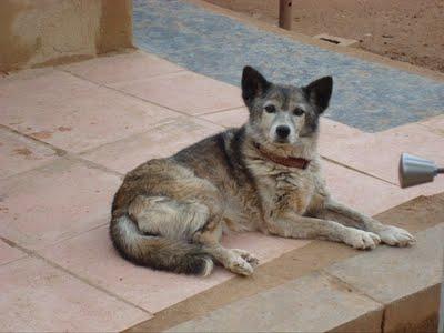 ABUELITA CHIQUITINA EN LA PROTECTORA CON PROBLEMAS DE ARTROSIS, APENAS SE PUEDE MOVER. VALENCIA‏