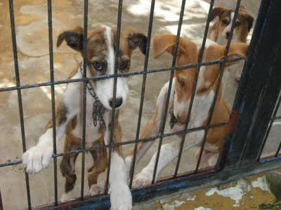 Cachorro de galgo y cachorro podenco en la perrera de Jerez (Cadiz)