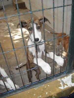 Cachorro de galgo y cachorro podenco en la perrera de Jerez (Cadiz)