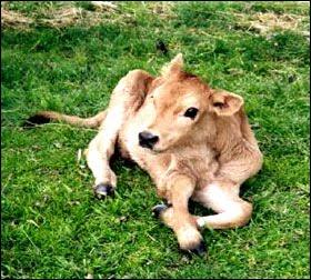 vaca pampa clonada Rosita, la vaca transgénica clonada