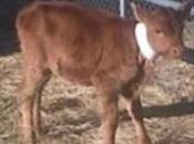 Rosita, vaca transgénica clonada