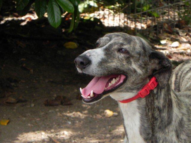 Antonio sigue libre.. y es un buen partido