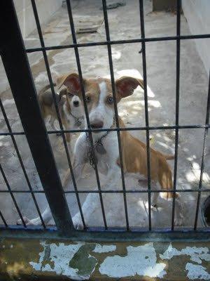 Cachorro de galgo y cachorro podenco en la perrera de Jerez (Cadiz)