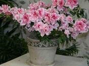 Mantenimiento Azaleas