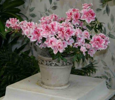 Mantenimiento de Azaleas