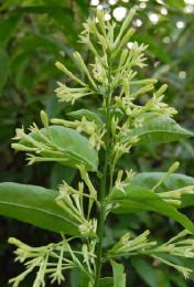 Dama de noche/ Galán de noche/ Cestrunum  Nocturnum