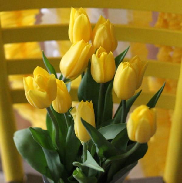 yellow-tulips