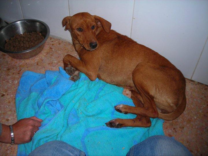 Perrita atropellada en Ibi (Alicante)