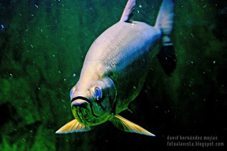 Fotografía realizada a un pez en el Aquarium del Parque Zoológico de Madrid