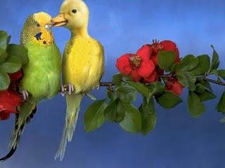 Mis bichos favoritos