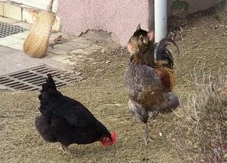 Mis bichos favoritos