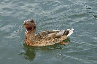 Mis bichos favoritos