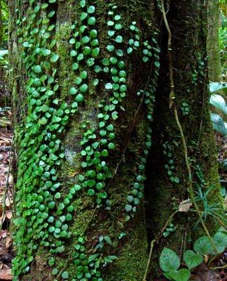 Jardines verticales