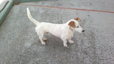 Pancho JACK RASELL, perrito en la calle. Sanlucar (Cadiz)