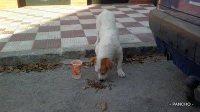 Pancho JACK RASELL, perrito en la calle. Sanlucar (Cadiz)