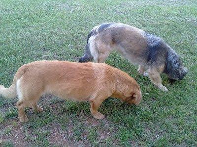 Dulce y Salaa, pueden morir atropelladas, a tiros o pueden ser salvadas por tí (Valencia)