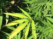 cannabis, ilícito durante años