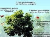 Desarrollar conciencia forestal como servicio social