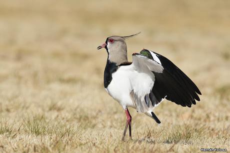 Teros en el campo de polo