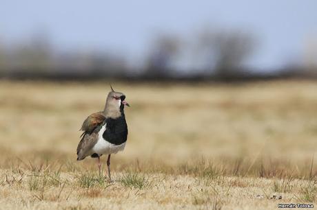 Teros en el campo de polo