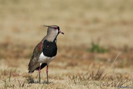 Teros en el campo de polo