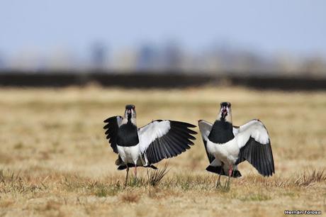 Teros en el campo de polo