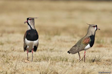 Teros en el campo de polo