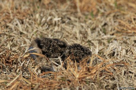 Teros en el campo de polo