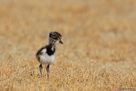 Teros en el campo de polo