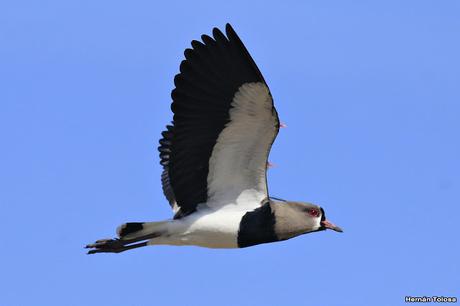 Teros en el campo de polo