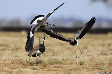 Teros en el campo de polo
