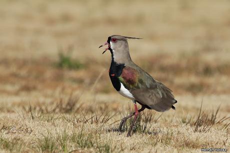 Teros en el campo de polo