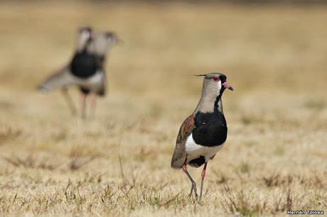 Teros en el campo de polo