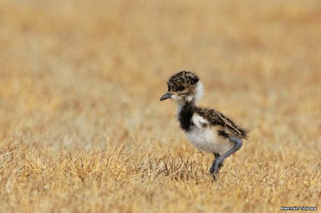 Teros en el campo de polo