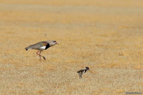Teros en el campo de polo