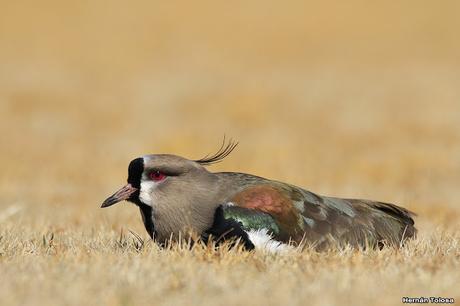 Teros en el campo de polo