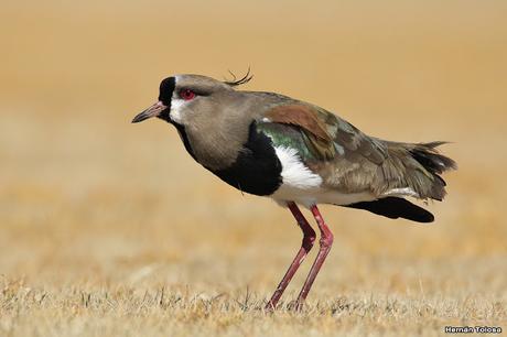 Teros en el campo de polo