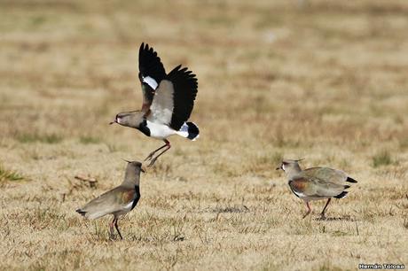 Teros en el campo de polo