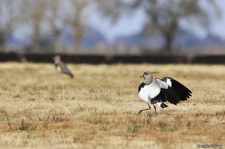Teros en el campo de polo