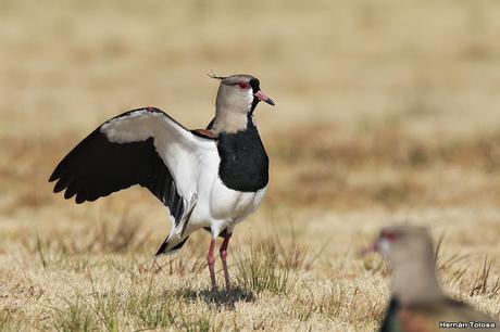 Teros en el campo de polo