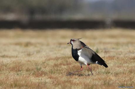 Teros en el campo de polo