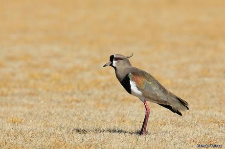 Teros en el campo de polo