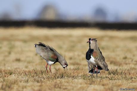 Teros en el campo de polo