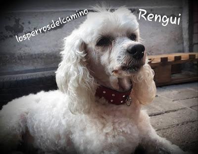 Rengui, mi loquita de patio