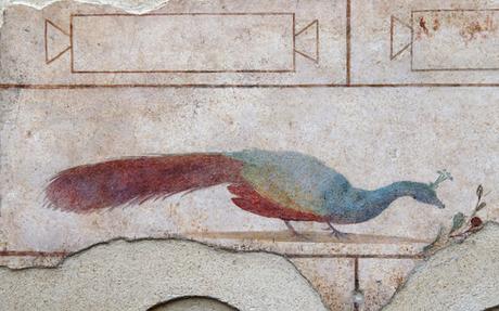 Pulchra avis, pavos reales, faisanes y loros en la antigua Roma