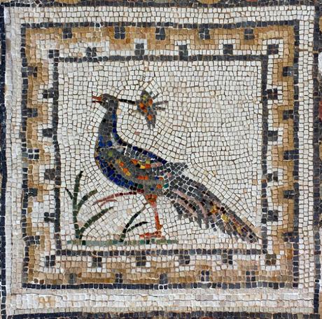 Pulchra avis, pavos reales, faisanes y loros en la antigua Roma