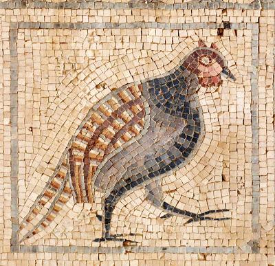 Pulchra avis, pavos reales, faisanes y loros en la antigua Roma