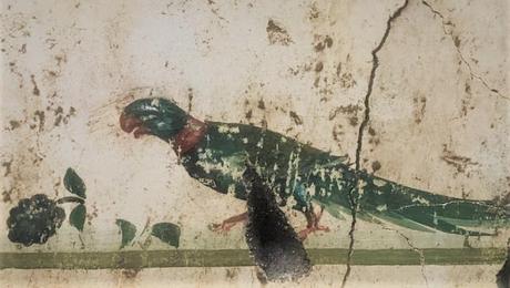 Pulchra avis, pavos reales, faisanes y loros en la antigua Roma