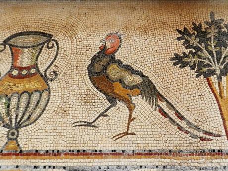 Pulchra avis, pavos reales, faisanes y loros en la antigua Roma